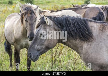 Gros plan d'un troupeau de magnifiques chevaux sauvages (Konik) Banque D'Images