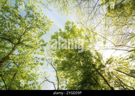 Soleil brillant à travers les arbres dans la forêt au printemps Banque D'Images