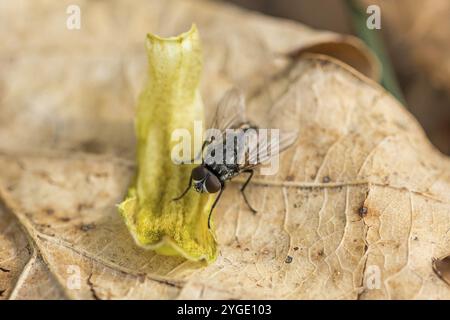 Gros plan macro d'une mouche assise sur une feuille Banque D'Images