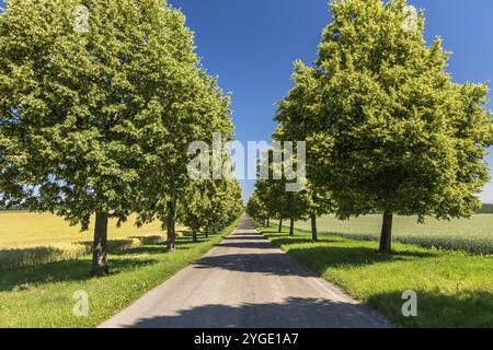 Pittoresque avenue droite avec des arbres luxuriants en été paysage rural Banque D'Images