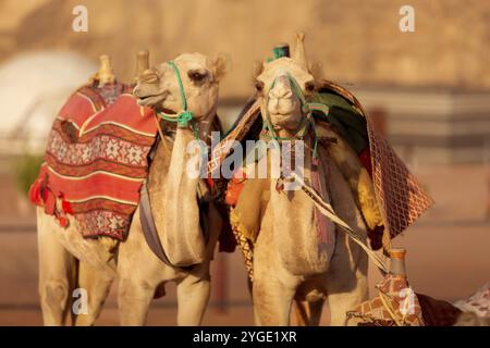 Deux chameaux dans le désert de Wadi Rum en Jordanie, regardant la caméra Banque D'Images