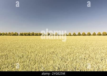 Allée d'arbres et large champ de céréales par une journée ensoleillée en été Banque D'Images