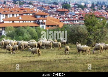 Panorama de la ville d'été all seasons resort bulgare Bansko, Bulgarie et troupeau de moutons Banque D'Images