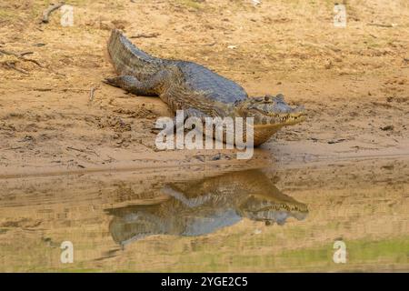 Caïman à lunettes (Caiman crocodilus yacara), alligator (Alligatoridae), crocodile (Crocodylia), reflet, Pantanal, intérieur des terres, zones humides, UNESCO Biosphe Banque D'Images