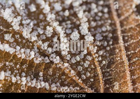 Gros plan d'une feuille brune gelée en hiver recouverte de beaux cristaux de glace Banque D'Images