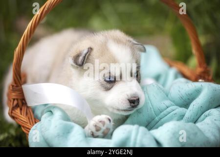 Mignon chiot Husky Sibérien aux yeux bleus dans le panier Banque D'Images