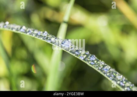 Gros plan des gouttes de rosée sur les lames vertes de l'herbe avec un magnifique bokeh Banque D'Images