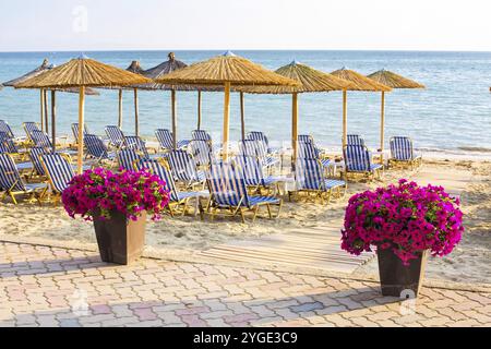 Coucher de soleil plage de sable avec bac à fleur de fleurs violettes et des parasols en bois à Siviri, Grèce coast resort Banque D'Images