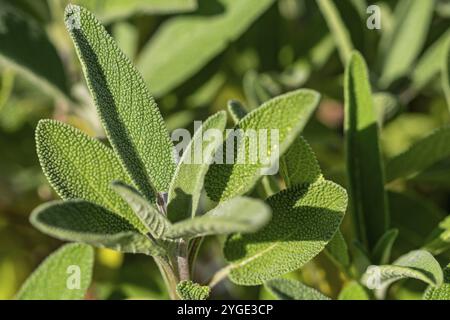 Gros plan macro de sauge Banque D'Images