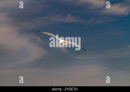 Mouette s'élève haut contre un ciel bleu spectaculaire, les ailes déployées, glissant sans effort formant un arrière-plan doux et pittoresque. Banque D'Images