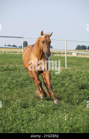 Incroyable palomino quart cheval avec une longue crinière en mouvement Banque D'Images
