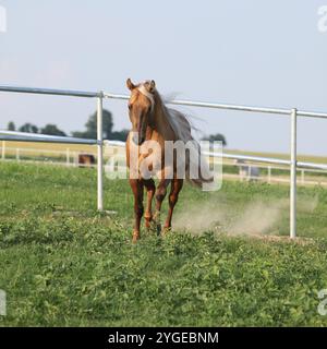 Incroyable palomino quart cheval avec une longue crinière en mouvement Banque D'Images