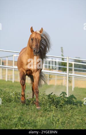 Incroyable palomino quart cheval avec une longue crinière en mouvement Banque D'Images