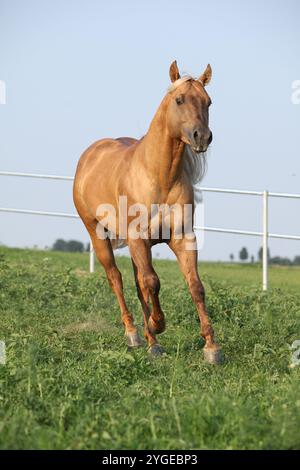 Incroyable palomino quart cheval avec une longue crinière en mouvement Banque D'Images