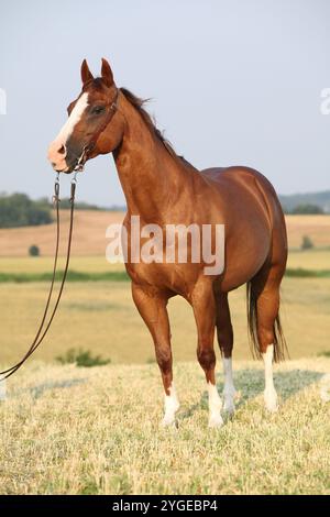 Portrait de beau cheval de quartier de châtaignier avec bride occidentale Banque D'Images
