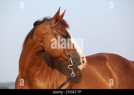 Portrait de beau cheval de quartier de châtaignier avec bride occidentale Banque D'Images