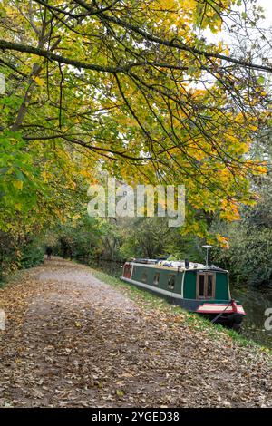 Automne (automne) sur le canal Leeds & Liverpool à Saltaire, Yorkshire. Le chemin de halage du canal est recouvert de feuilles tombées des branches en surplomb. Banque D'Images