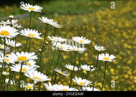 Un champ de marguerites en fleurs, Sainte-Apolline, Québec, Canada Banque D'Images