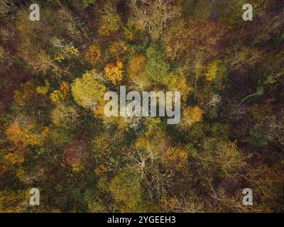 Image drone d'arbres affichant une gamme complète de couleurs d'automne, octobre 2024, pays de Galles du Nord Banque D'Images