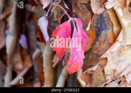 PaperBark Maple Acer griseum Leaf gros plan Détails gros plan Banque D'Images