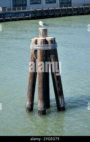 Mouette assise sur un tas de piliers en bois dans la baie de San Francisco, Californie, États-Unis. Banque D'Images