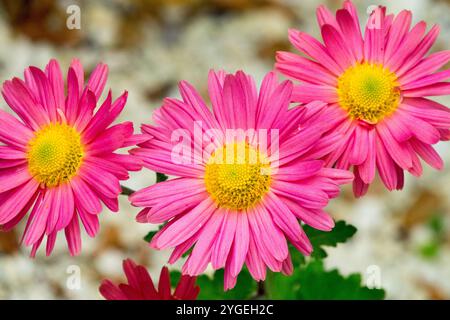Chrysanthème 'Niva' Banque D'Images