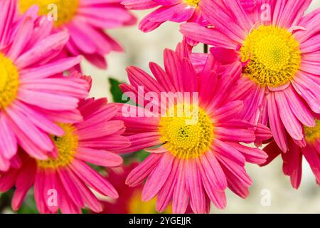 Chrysanthème 'Niva' Banque D'Images