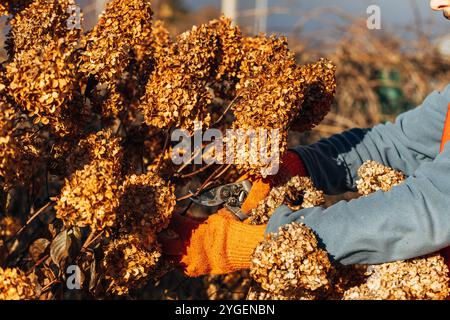 Taille des inflorescences d'hortensia fanées dans le jardin. Jardinier en gants élagant hortensia avant l'hiver, concept de jardinage d'automne. Photo de haute qualité Banque D'Images