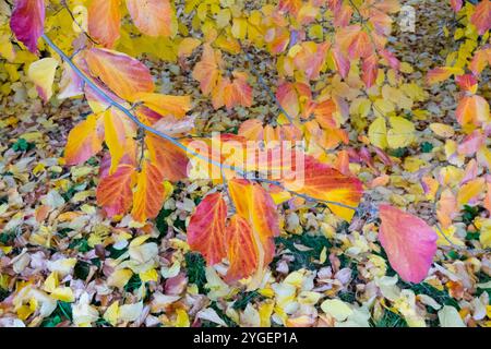 Parrotia persica automne Persian Ironwood Witch Hazel feuilles Fall Falling Banque D'Images