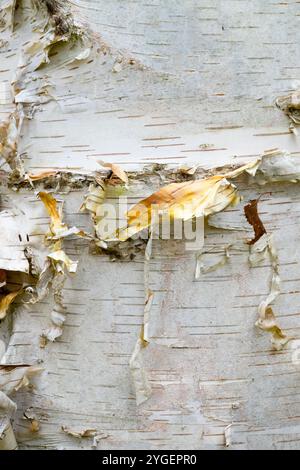 Betula papyrifera Bark texture Pattern structure Banque D'Images