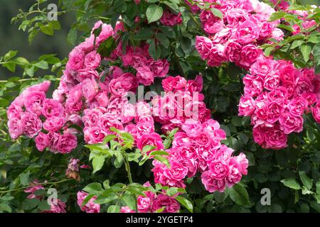 Roses arbustes roses Banque D'Images