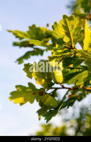 Gland vert poussant sur un chêne Banque D'Images