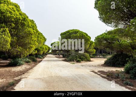 Pinède de Pinar del Roche, Cabo Roche, Province de Cadix, Andalousie, Espagne Banque D'Images