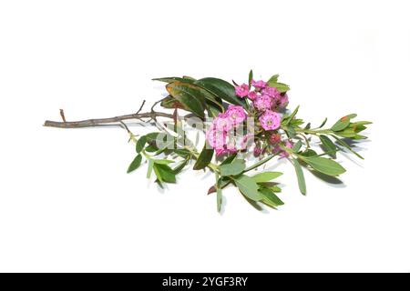 Laurier de mouton Kalmia angustifolia fleurs roses sur fond de ciel bleu Banque D'Images