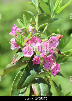 Laurier de mouton Kalmia angustifolia fleurs roses sur fond de ciel bleu Banque D'Images