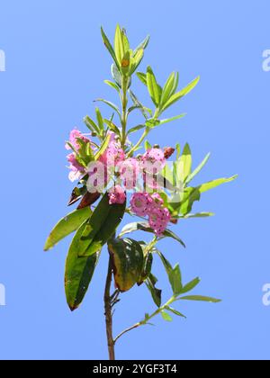 Laurier de mouton Kalmia angustifolia fleurs roses sur fond de ciel bleu Banque D'Images