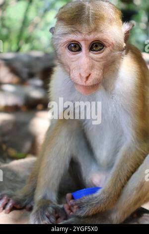 Potrait d'un singe tenant bouchon de bouteille en plastique avec mise au point sélective sur le visage et le fond bokeh. Gros plan d'un petit singe intelligent regardant dans la caméra Banque D'Images