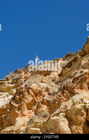 Mouette planant au-dessus de falaises accidentées contre un ciel bleu clair à Praia da Rocha Banque D'Images