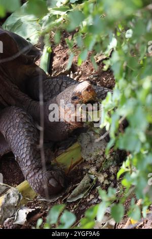 Une tortue géante à dos sellier mangeant à la Fondation Darwin, île de Santa Cruz, îles Galápagos, Équateur. Banque D'Images
