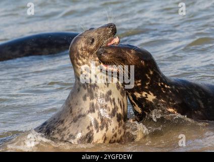 Une paire de phoques gris ( Halichoerus grypus) jouant ensemble dans le surf. Comportement de cour et moments tendres en mer du Nord . Norfolk, Royaume-Uni Banque D'Images