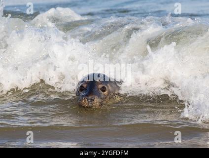 Un phoque gris de surf ( Halichoerus grypus) jetant un coup d'œil hors du surf jouant Peekaboo dans les vagues de la mer du Nord sur la côte du Norfolk. ROYAUME-UNI Banque D'Images