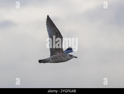 Un goéland argenté juvénile (Larus argentatus ) en vol Banque D'Images