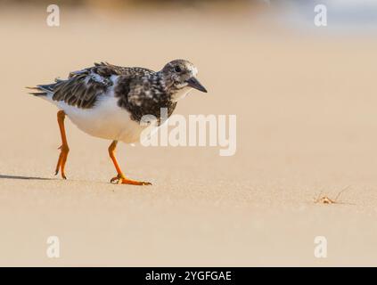 Un Turnstone ( Arenaria interpres) courant le long de la plage à la recherche de nourriture le long du rivage de sable sur la côte de Norfolk, Royaume-Uni Banque D'Images