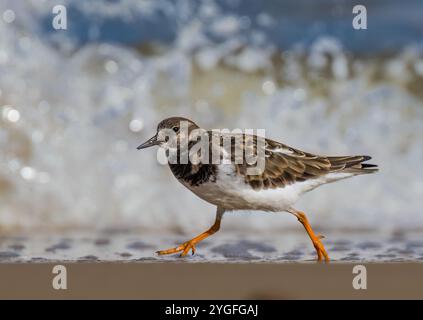 Un Turnstone ( Arenaria interpres) qui court dans les vagues de la mer du Nord pour attraper de la nourriture le long du rivage de sable sur la côte de Norfolk, Royaume-Uni Banque D'Images