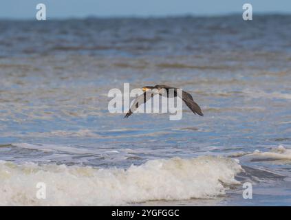 Un cormoran ( Phalacrocorax carbo) volant bas à l'eau, les ailes déployées, au-dessus des vagues brisées sur la côte de Norfolk. ROYAUME-UNI Banque D'Images