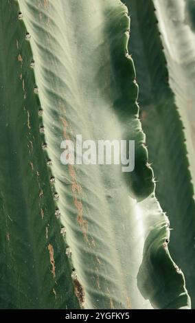 Gros plan macro d'une feuille de cactus géante verte avec des bords épineux dans un jardin, montrant la texture naturelle organique et les détails dans la lumière du soleil douce, bac végétal du désert Banque D'Images