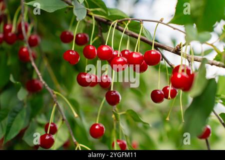 Cerises feutrées mûres sur Green Branch. Récolte de baies dans un verger fermier Banque D'Images