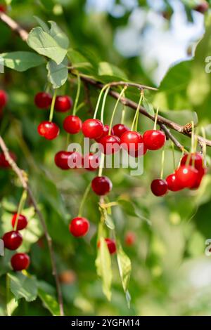 Cerises en feutre rouge généreux sur arbre. Récolte de baies dans un verger fermier Banque D'Images