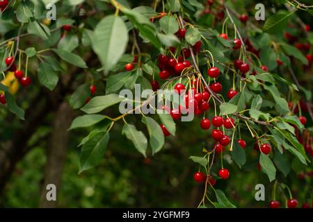 Cerises feutrées sur Green Branch. Récolte de baies dans un verger fermier Banque D'Images
