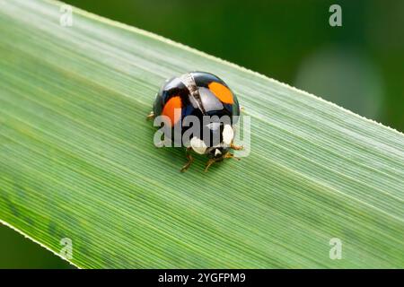 Coccinelle asiatique - morphe de couleur en noir avec deux taches rouges (Harmonia axyridis forma conspicua) Banque D'Images